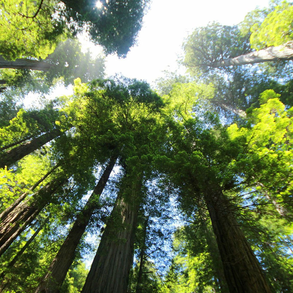Fiorini International Sostenibilità ambientale